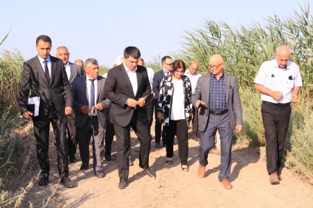 Neftçala rayon İcra Hakimiyyətində silsilə tədbirlər davam edir