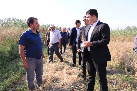 Neftçala rayon İcra Hakimiyyətində silsilə tədbirlər davam edir