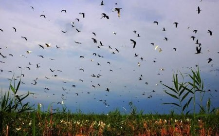 Ağgöl Milli Parkı Azərbaycanın ən məşhur çöl-göl ekosistemi olub, köçəri və yerli quşların və digər heyvanların məskunlaşdığı ərazilərdən biridir
